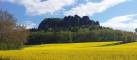 Rapsfeld Lilienstein Sächsische Schweiz